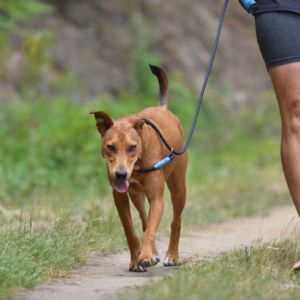 Cheerful Active Leashes. Collars & Leashes. Handmade pet accessory by Wild Mongoo Pet, George, South Africa.