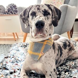 Sunnyside Bandanna. End Of Range. Handmade pet accessory by Wild Mongoo Pet, George, South Africa.