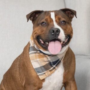 Barkside Plaid Bandanna